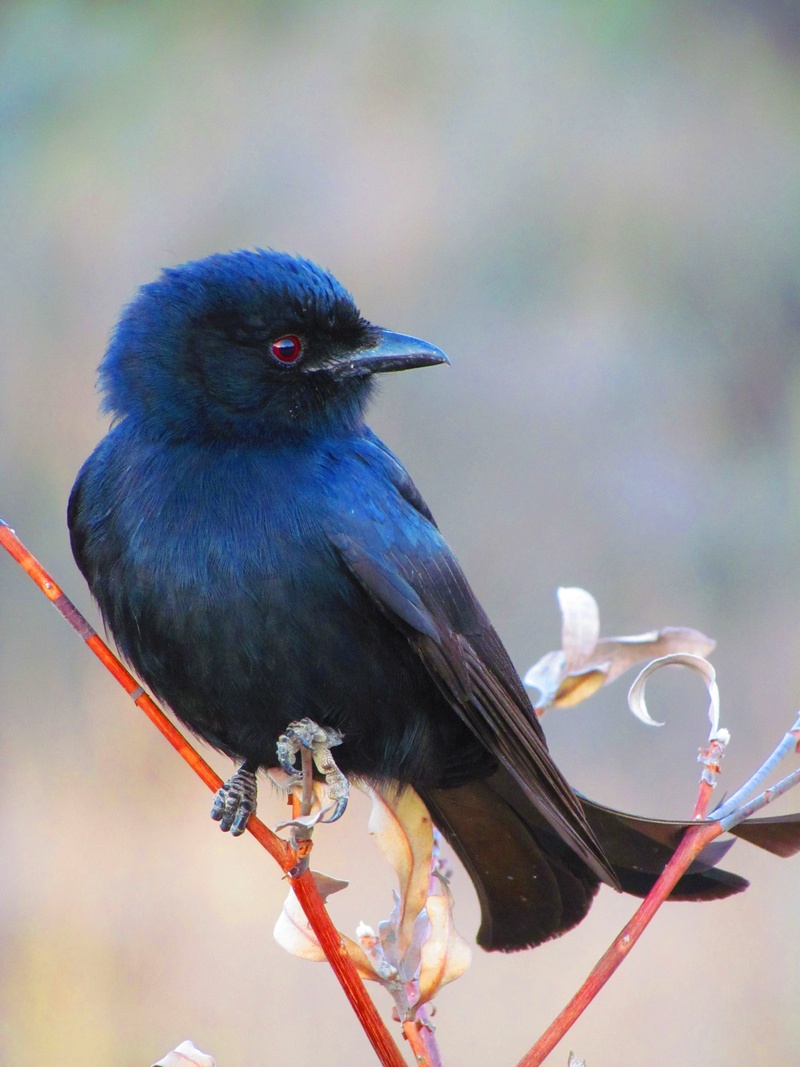 perch, bird, beak, red, look, looking away, looking, black color, beauty in nature, animal wildlife, songbird, focus on foreground, no people, soft, one animal