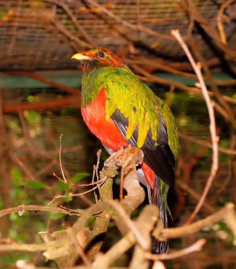 plumage, animal themes, vertebrate, beak, spring dress, selective focus, beauty in nature, tree, green, animal wildlife, rainbow lorikeet, red, multi Colored