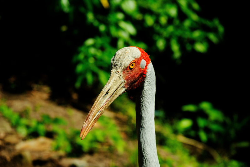 eye, australian, fauna, nature, birds, one animal, tall, no people, day, exotic, animal body part, plant, animal themes, avian, red, selective, tree, bird