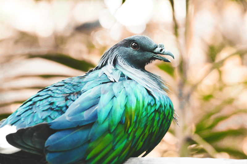nature, animal body part, bokeh, beauty in nature, close up, pigeon, bird, focus on foreground, focus, feather, 5K, profile view, perching, beak, animal