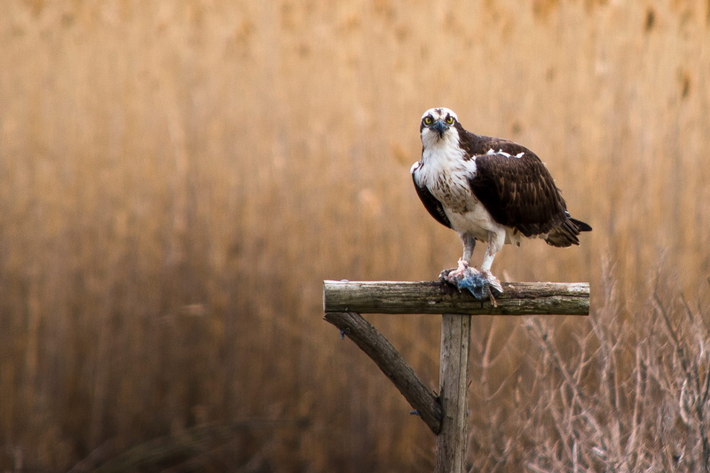 photography, toms river, animals hunting, new jersey, wod, vertebrate, animal body part, wooden, full length, one animal, focus on foreground, hike, field