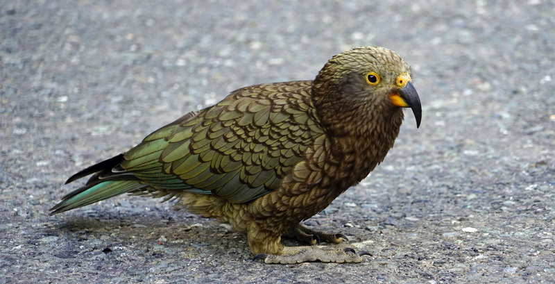 bird, focus on foreground, animal wildlife, land, head, green color, day, vertebrate, no people, mountains, parrot, mountain parrot, 4K, animals in the wild