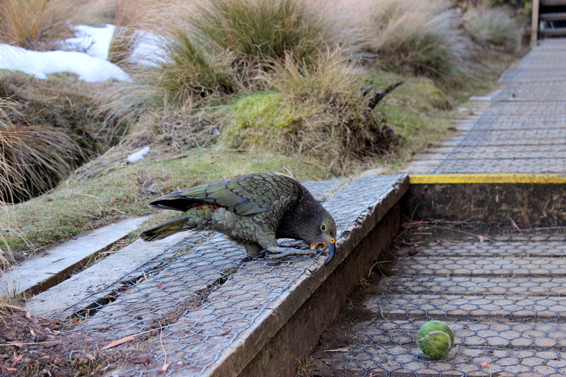 new zealand, nature, animal themes, parrot, water, bird, vertebrate, outdoors, kea, one animal, crocodile, sign, communication, animals in the wild, warning sign
