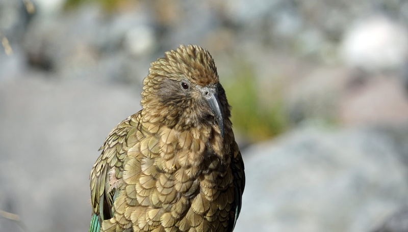 head, people, kea, focus on foreground, animal themes, bird, feather, animal body part, close-up, plumage, profile view, brown, portrait, outdoors, day