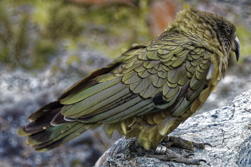 animal wildlife, mountain parrot, animal body part, one animal, outdoors, full length, bird, focus on foreground, vertebrate, 2K, animals in the wild