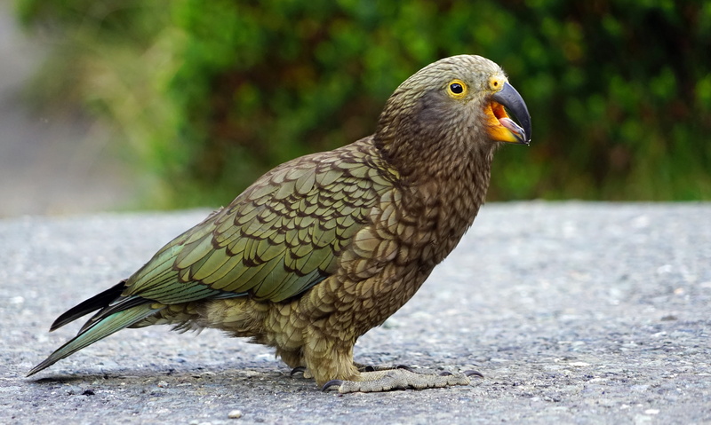 parrot, bird, close-up, vertebrate, grass, day, one animal, mouth open, profile view, highlands, brown, green, feather, no people, animal wildlife, field