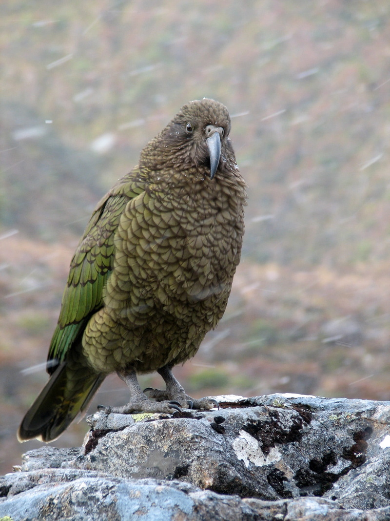 rock - object, perching, full length, notabilis, day, arthur pass, animals In The Wild, close-up, public domain, photos, 2K, one animal, nature, beak