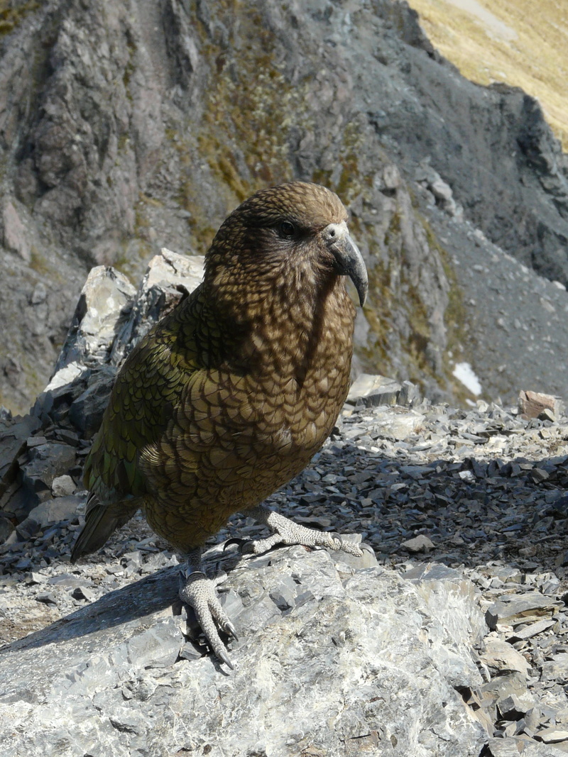avalanche peak, animals in the wild, bird, nature, new zealand, kea parrot, rock - object, outdoors, mountains, focus on foreground, high angle view, solid
