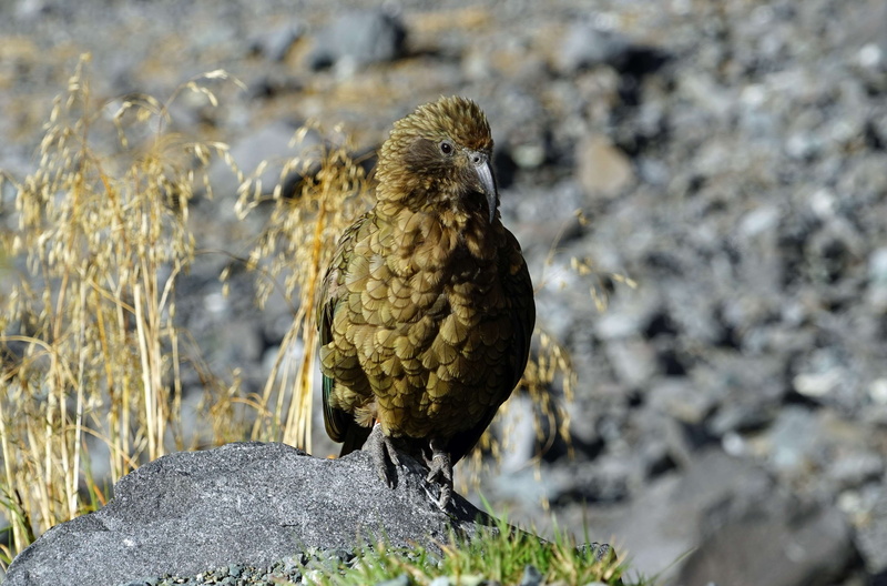 kea, vertebrate, animals in the wild, animal themes, bird of prey, animal wildlife, day, land, no people, animal, full length, solid, rock, perching, close-up