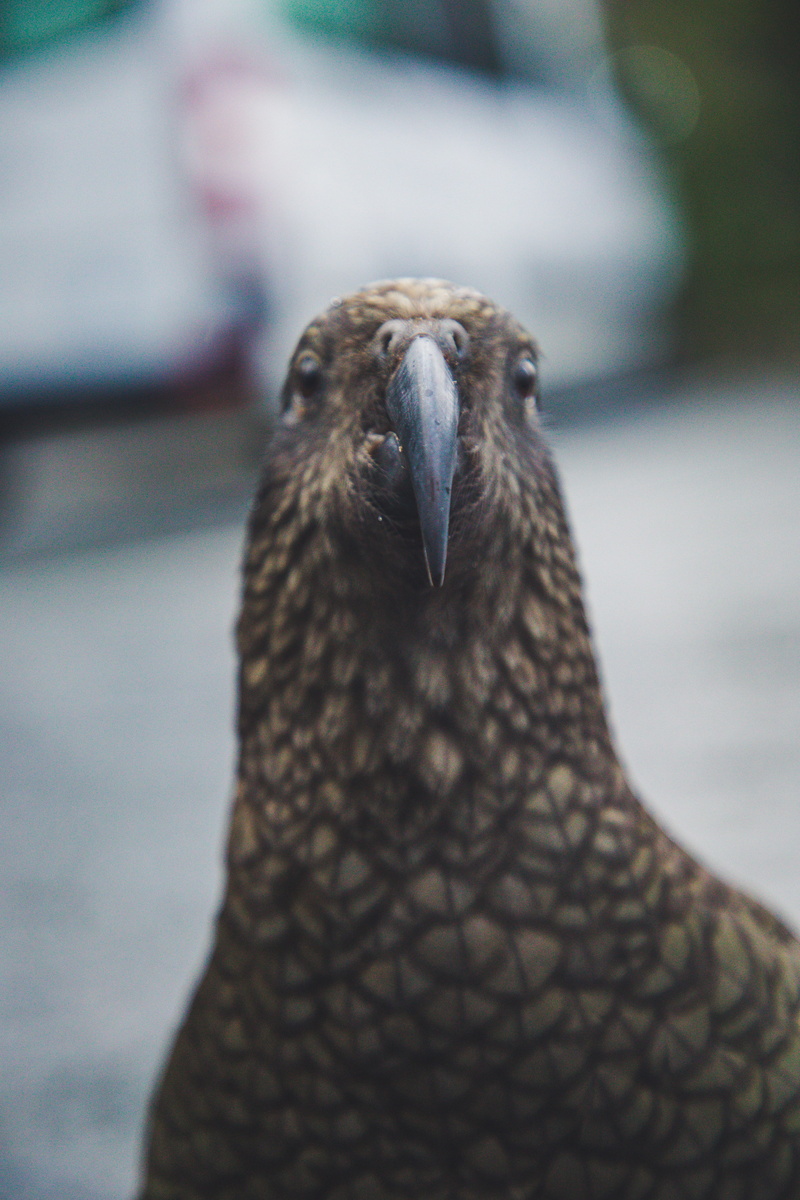 vertebrate, animal, portrait, looking at camera, no people, nature, outdoors, sea, animal neck, day, 5K, marine, beak, animal themes, animal body part