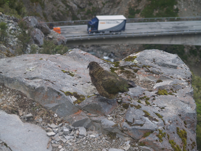 railroad track, connection, architecture, day, built structure, 2K, bird, bridge, outdoors, new zealand, focus on foreground, no people, rock, rail transportation