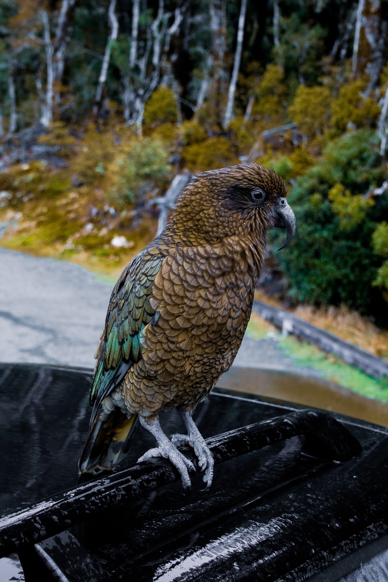 vertebrate, one animal, South Island, focus on foreground, full length, nature, animal wildlife, no people, new zealand - milford sound, day, parrot, New Zealand