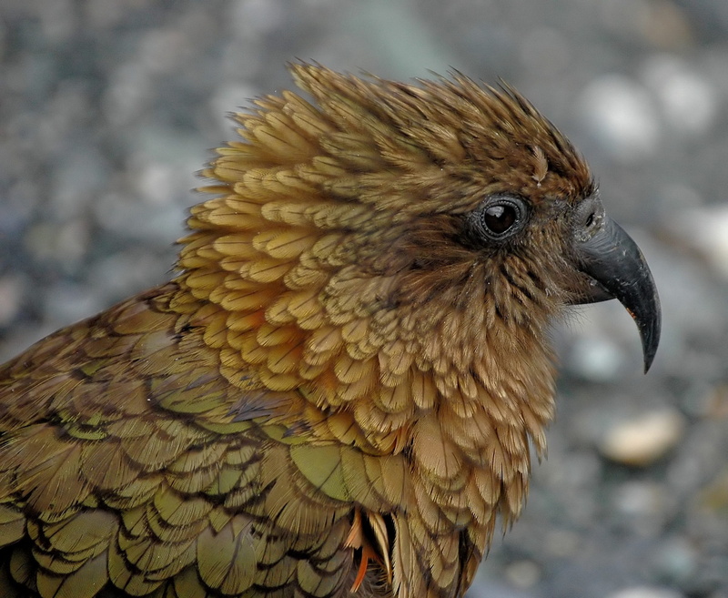 looking, close-up, new zealand, outdoors, 1080P, no people, bird, animal themes, nature, animal wildlife, day, parrot, animal eye, animal body part, vertebrate