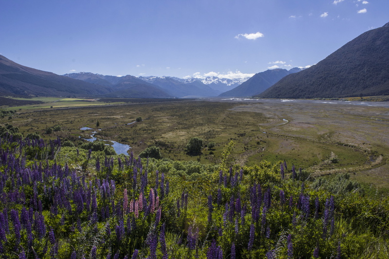 tranquility, tranquil scene, purple, arthurs pass, environment, outdoors, plant, mountain range, day, new zealand, beauty in nature, no people, nature