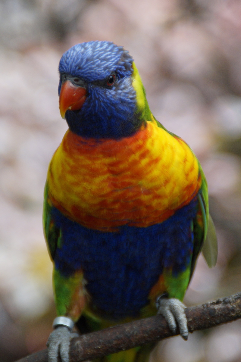 plumage, mountain lorikeet, 5K, nature, looking, focus on foreground, no people, color, day, perching, feather, branch, close-up, animal eye, loro park