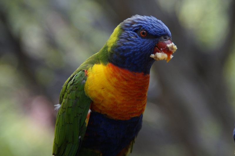 parrots, rainbow lorikeet, animal body part, multi colored, eat, perching, no people, one animal, loro park, lori, day, focus on foreground, animal wildlife
