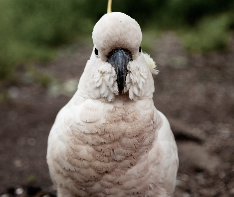 looking at camera, wild, nature, outdoors, animal, vertebrate, snow, portrait, scruffy, beak, blue mountains, front view, winter, parrot, day, sulphur crested