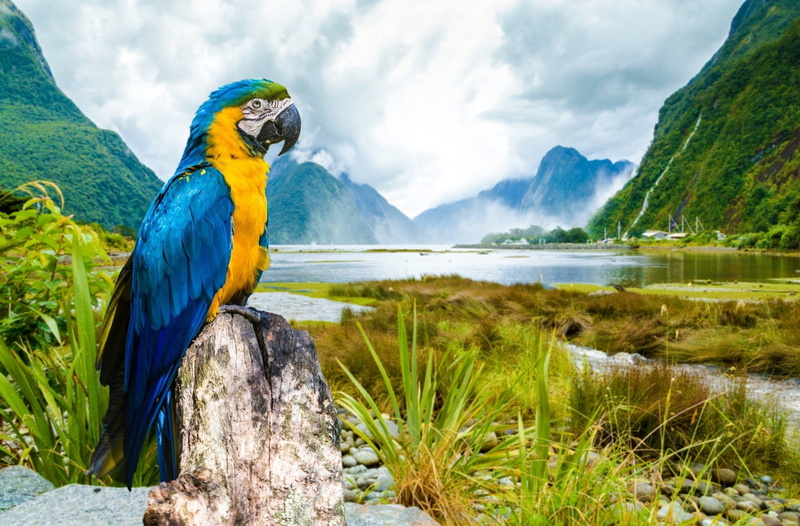 Fog, animal wildlife, one animal, Birds, beauty in nature, cloud - sky, tranquil scene, water, Parrot, bird, mountain range, scenics - nature, animal themes