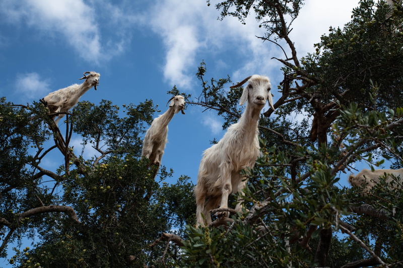 animal, nature, llama, herbivorous, dog, vertebrate, day, alpaca, wildlife, plant, mountain goat, mammal, cockatoo, three, monkey, animal themes, bird