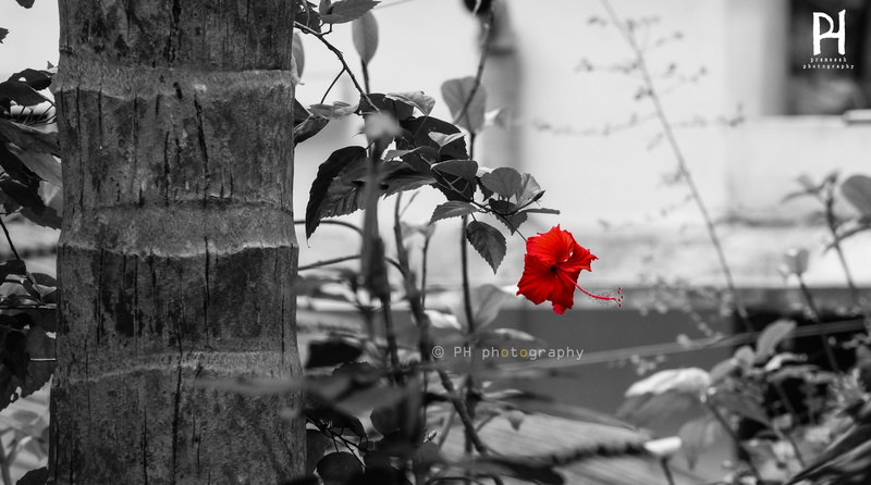 fragility, outdoors, day, close-up, focus on foreground, Contrast, red, tree, flower, nature, flowering plant, plant, communist, natural, inflorescence