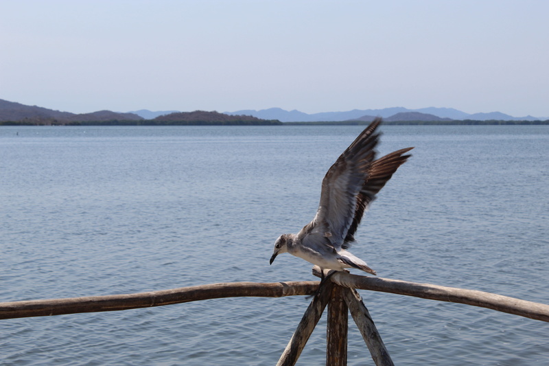 sky, silhouette, bird, backlight, vertebrate, ascent, go back, animal wildlife, earth, white, 5K, tranquility, spread wings, switzerland, water, wings