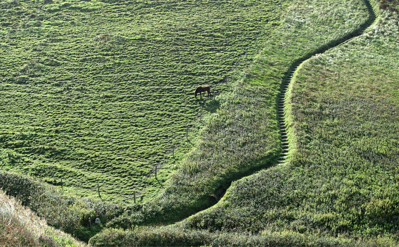outdoor, day, nature, plant, green, curve, land, enclosure, agriculture, down, landscape, route, no people, south west coast path, pathway, field, steps