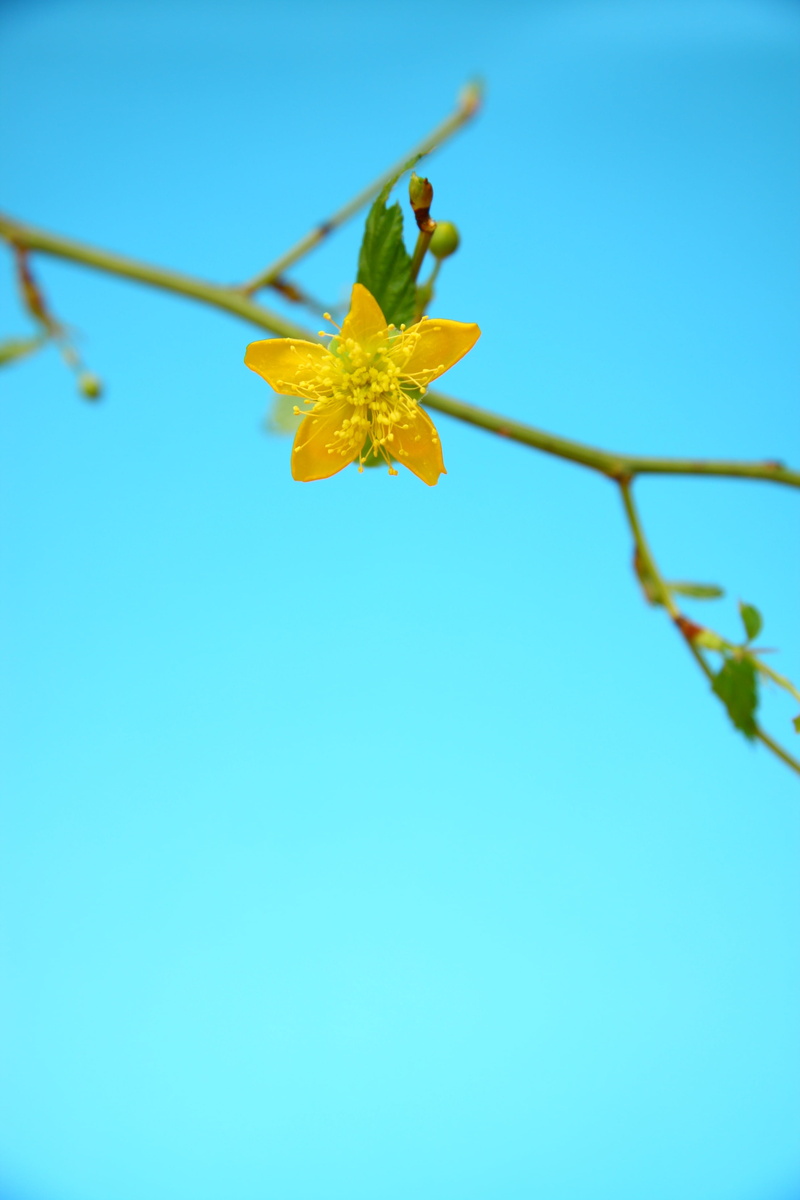 sky, low angle view, plant part, no people, blue, outdoors, flowers, yellow flower, close, spring, focus on foreground, 4K, copy space, plant, growth