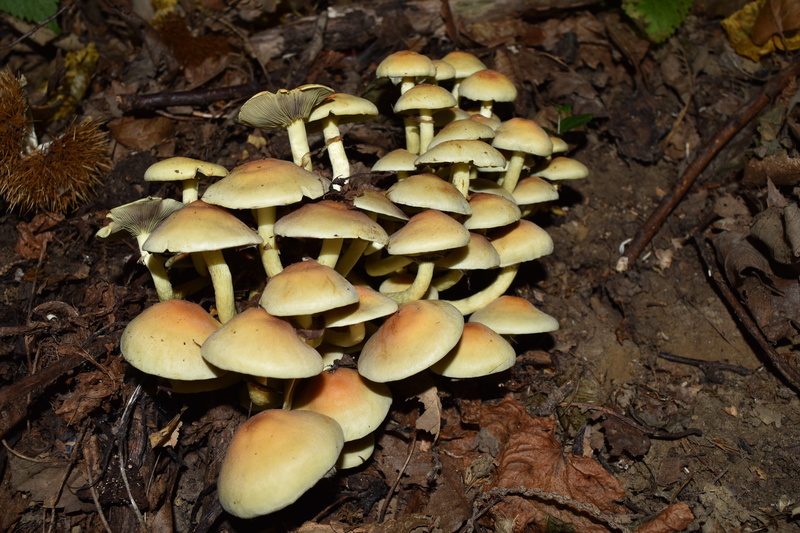 close-up, fungus, mushroom, edible mushroom, land, outdoors, toadstool, beauty in nature, tree, hypholoma fasciculare, leaf, autumn, field, day, vegetable