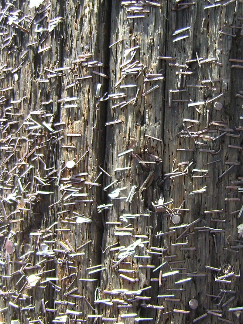 pole, still life, grungy, outdoors, close-up, stack, pine, fish, pattern, wood - material, animal, vertebrate, wood, large group of objects, abundance