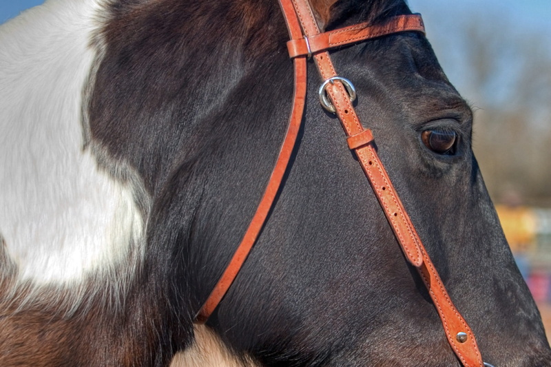 domestic, equestrian, horse head, animal body part, animal wildlife, bridle, one animal, outdoors, domestic animals, no people, horse, equine, 1080P, focus on foreground