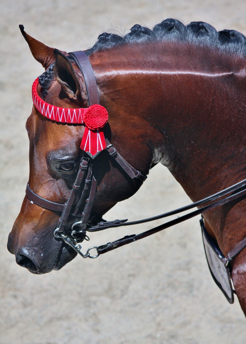 animal, 2K, equestrian, tack, livestock, herbivorous, one animal, day, working animal, horses, arabian, horse, outdoors, animal head, show, bridle, vertebrate