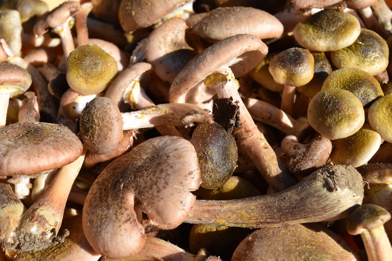 mushrooms, day, large group of objects, tack, full frame, outdoors, 5K, nature, food and drink, close-up, colors of autumn, no people, sunlight, abundance