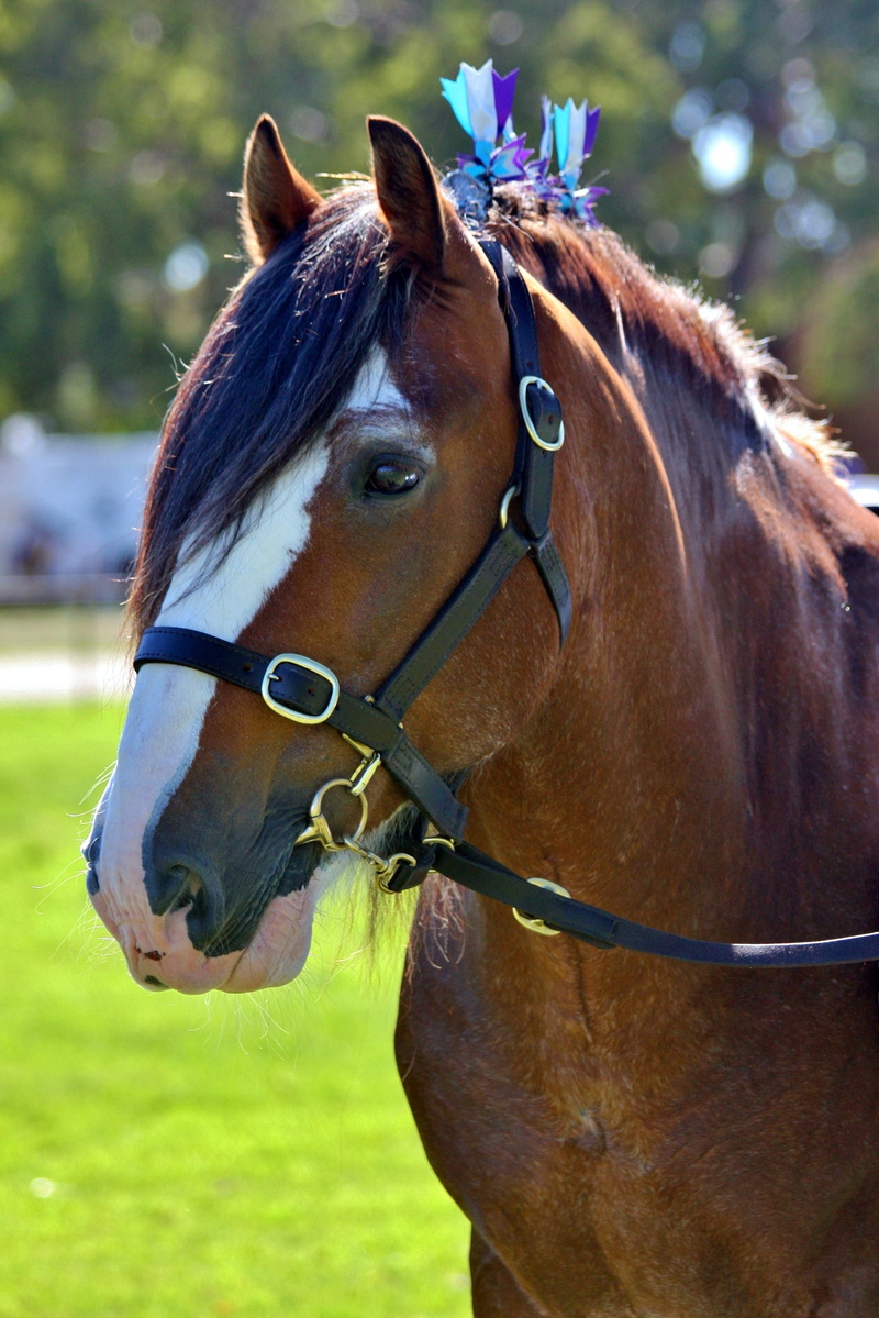 animal eye, herbivorous, focus on foreground, bay, Tack, photography, animal body part, 2K, animal, portrait, equine, field, domestic, horses, livestock