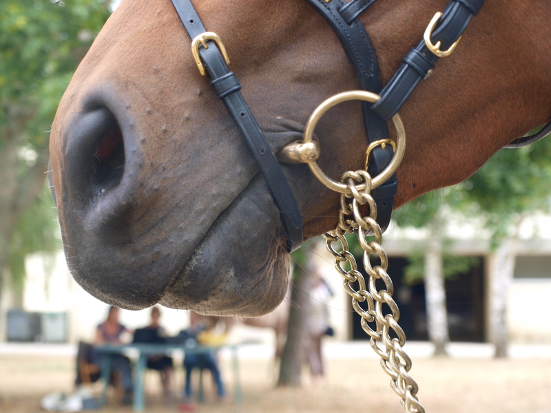 animal wildlife, one person, animal themes, outdoors, animal body part, focus on foreground, working animal, animal, cavalry, bridle, mammal, security