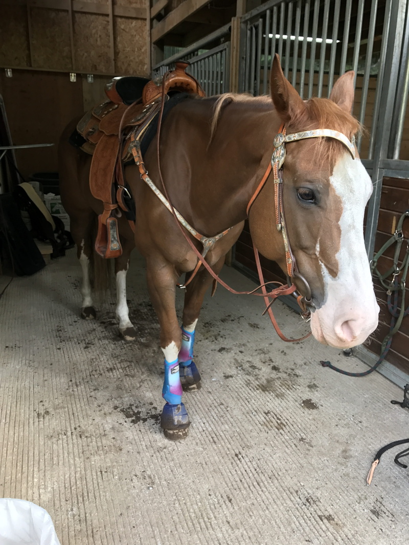4K, cute, animal themes, nature, support boots, tack, mare, working animal, mammal, saddle pad, domestic, equine, horse, white legs, horse back riding