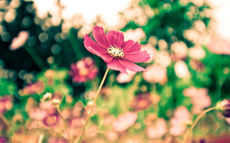focus on foreground, macro, flowers bokeh, vibrant Color, defocused, widescreen, beauty, multi Colored, freshness, backgrounds, close-up, springtime