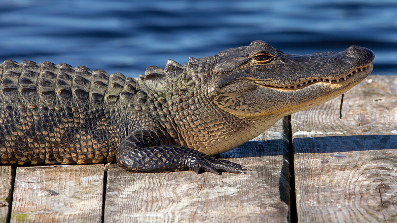 pond, profile, crocodile, lies, reptile, Board, flooring, shore, 4K, face, pose, look, alligator, bridges