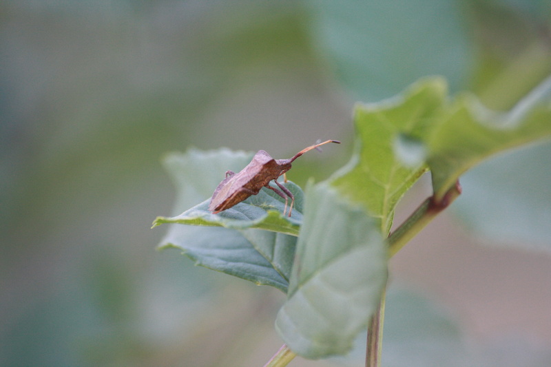 4K, red thumbtack, animal body part, green color, animal, leaf, animals in the wild, grasshopper, outdoors, invertebrate, one animal, growth, focus on foreground