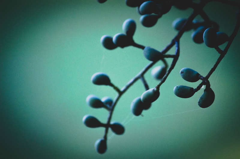 still life, education, tree, day, nature, fall, bead, large group of objects, moody, indoors, green color, selective focus, connection, shadow, berry, studio shot