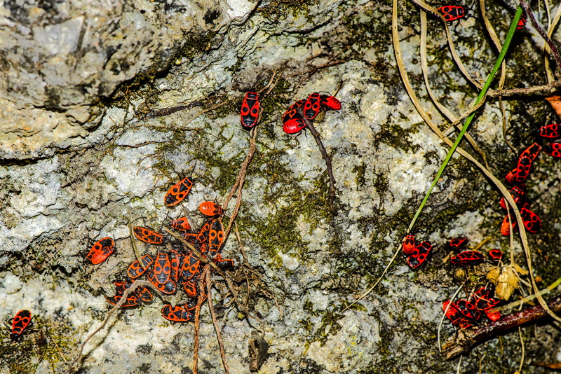 plant, flower, day, tree trunk, tree, bug, insect, close-up, animals in the wild, red, animal, growth, no people, beauty in nature, blood, group of animals