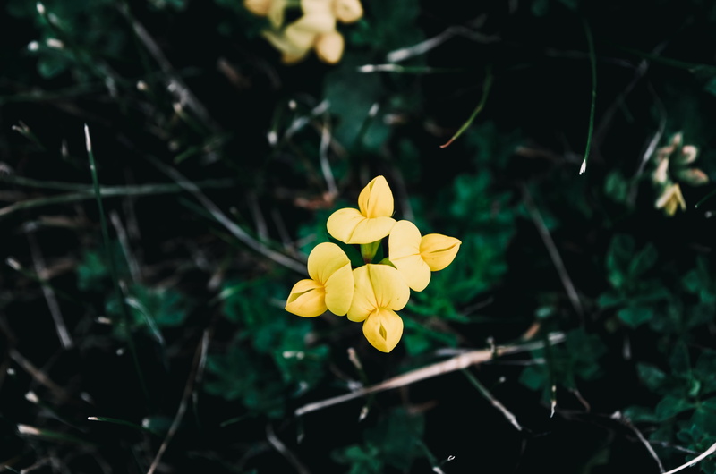 plant, season, fragility, blooming, blossom, leaf, bright, summer, nature, leaves, inflorescence, color, pollen, wild, freshness, flowers, close-up, stems