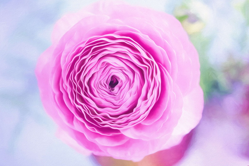 focus on foreground, petals, rose - flower, selective focus, pink, nature, love, 4K, rose, no people, gift, delicate, blooming, beautiful, bud, plant