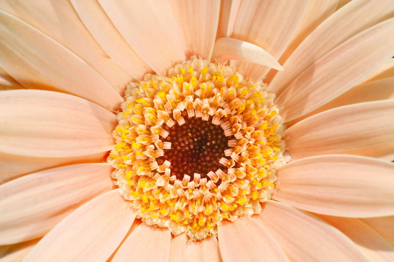 bloom, flowering plant, central, inflorescence, flower head, floral, fragility, colour, growth, aster, macro, cheerfulness, pollen, daisy, close up, centre