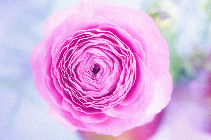 beauty in nature, bloom, garden, 5K, vulnerability, nature, love, no people, growth, blur, petals, paint, painted, inflorescence, romance, purple, painting