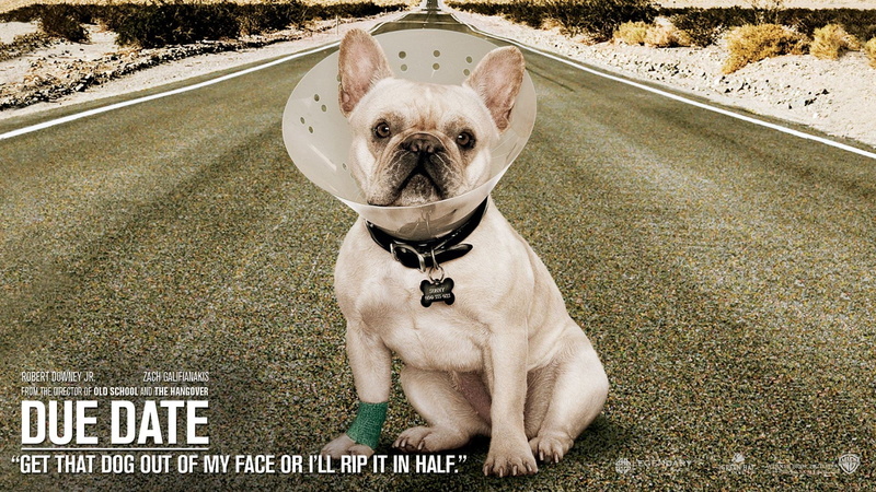 movies, date, 1080P, due, dogs