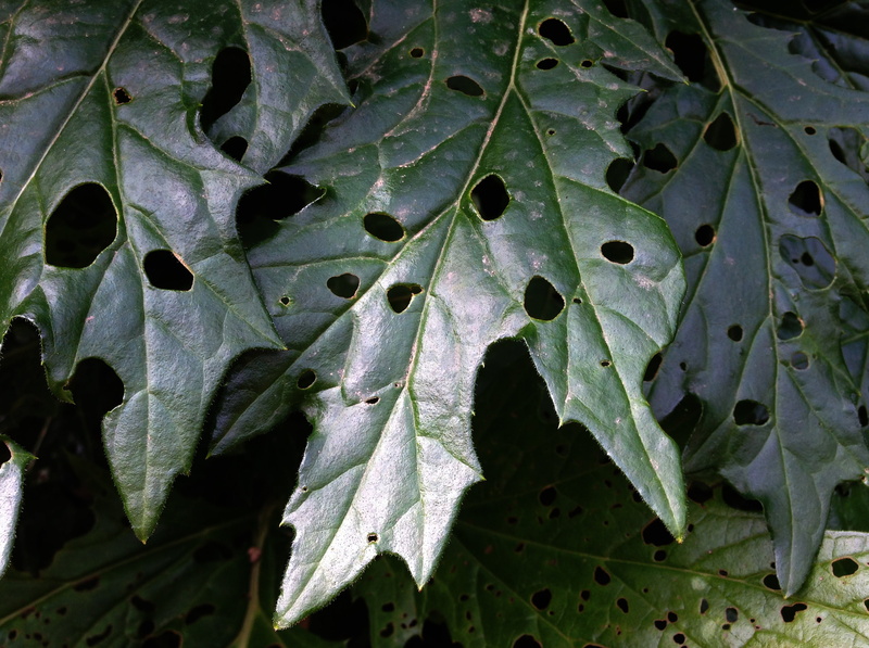 water, plant, day, no people, backgrounds, perforated sheet, growth, close-up, pattern, plant part, leaf vein, nature, beauty in nature, hole, green color