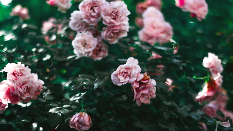 flower, czechia, plant, rose, pink color, close-up, day, garden, no people, rose - flower, flowering plant, growth, lilac, park, prague, 5K, color, vulnerability