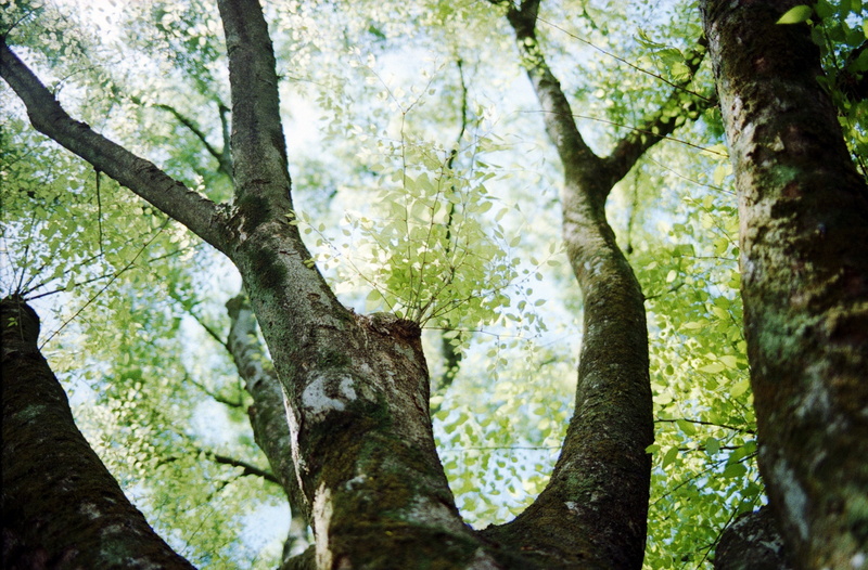 day, branch, trunk, green color, beauty in nature, woodland, Film, tree trunk, lookup, outdoors, sunlight, growth, scan, kmount, focus on foreground, plant