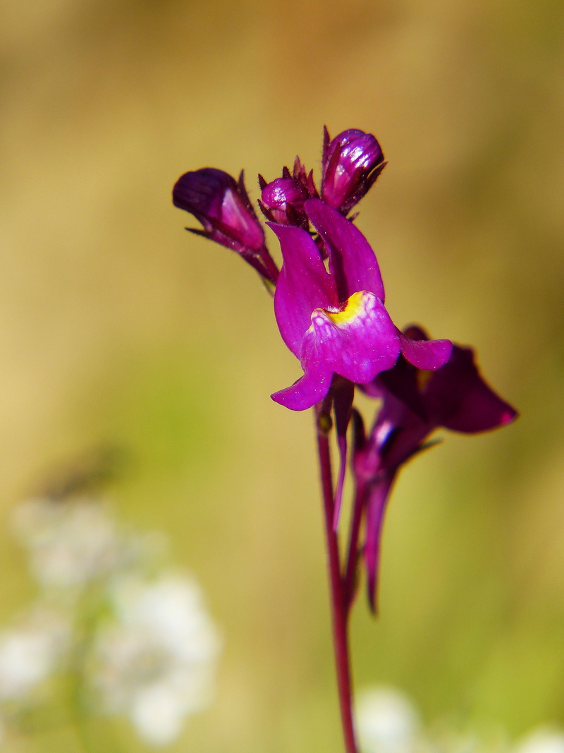 no people, petal, close, vulnerability, growth, outdoors, soft focus, bloom, flower head, wild flower, freshness, purple, linus, focus on foreground, purple colored toadflax
