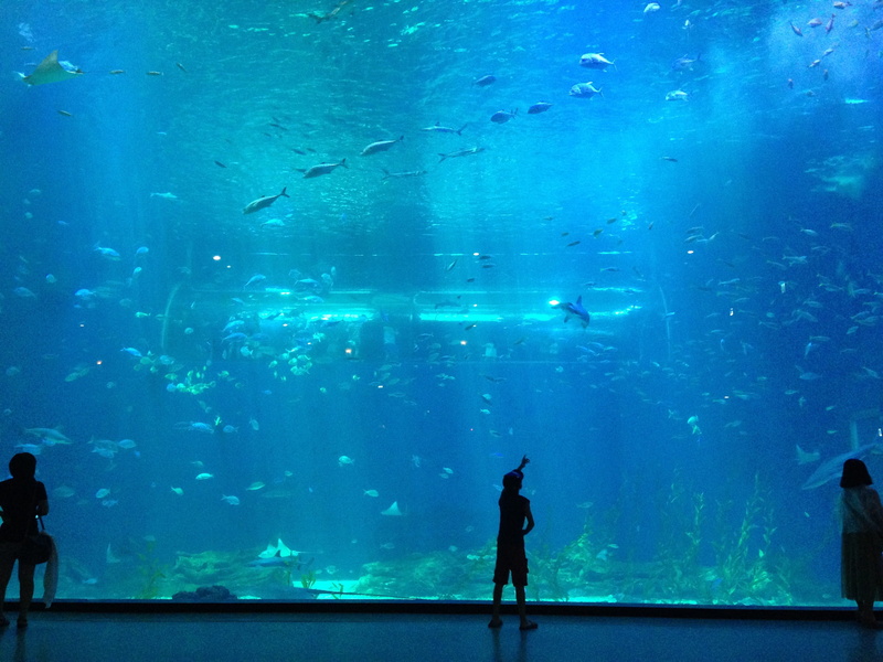 marine, large group of animals, Fish, near, Aquarium, hope, glass - material, group of animals, Future, animal wildlife, love, indoors, 2K, people, animal